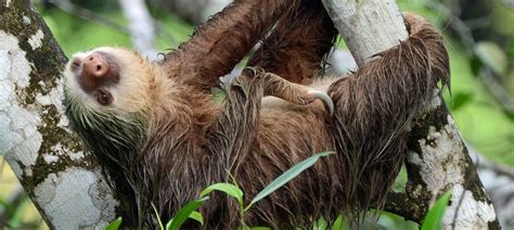 Sloths aren’t lazy – their slowness is a survival skill.